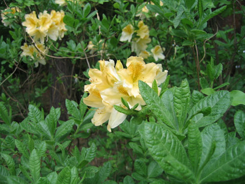 Rhododendron japonicum f. flavum