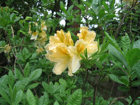 Rhododendron japonicum f. flavum