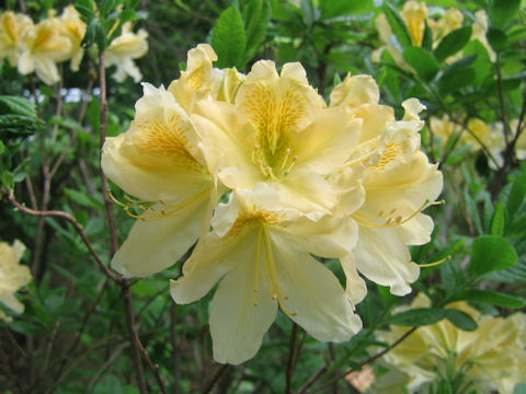 Rhododendron japonicum f. flavum