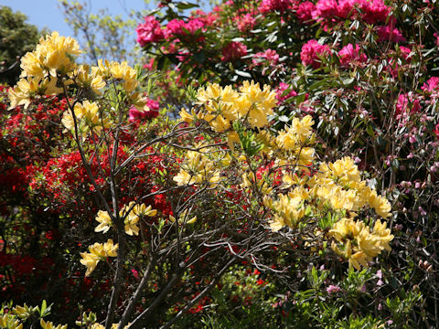 Rhododendron japonicum f. flavum