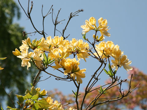 Rhododendron japonicum f. flavum