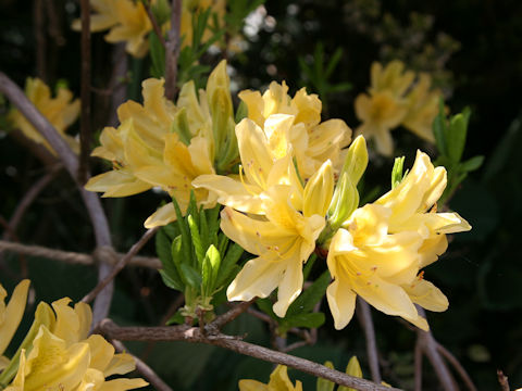 Rhododendron japonicum f. flavum