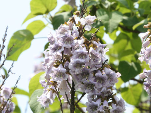 キリ Paulownia Tomentosa