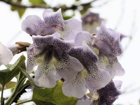 Paulownia tomentosa