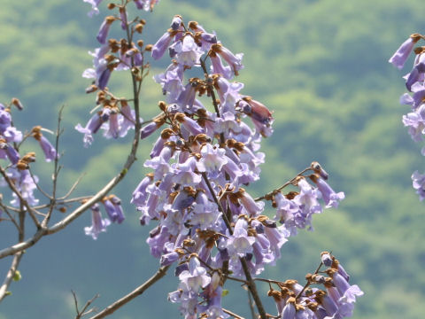 Paulownia tomentosa