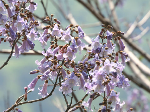 Paulownia tomentosa