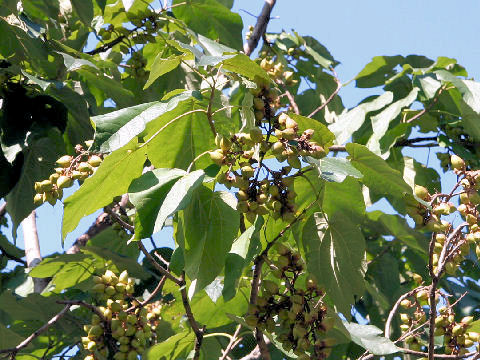 Paulownia tomentosa