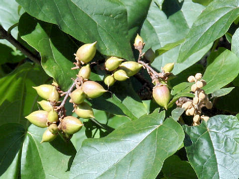 Paulownia tomentosa