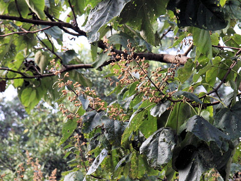 Paulownia tomentosa