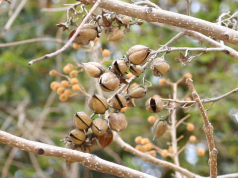 Paulownia tomentosa