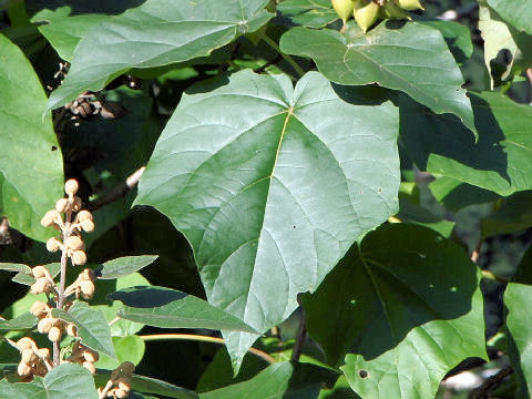 Paulownia tomentosa