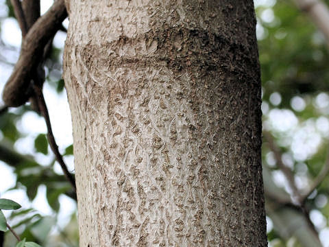 Paulownia tomentosa