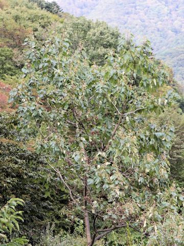 Paulownia tomentosa