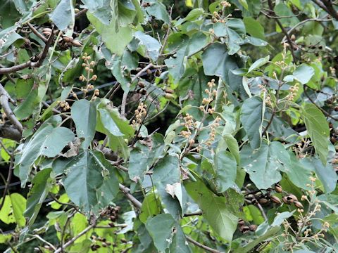 Paulownia tomentosa