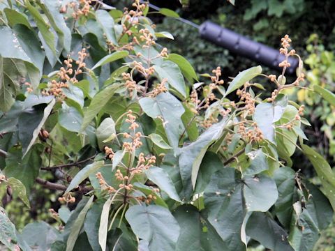 Paulownia tomentosa