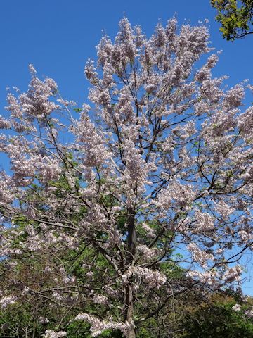 Paulownia tomentosa