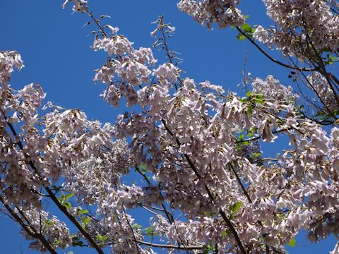 Paulownia tomentosa