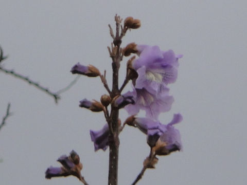 Paulownia tomentosa