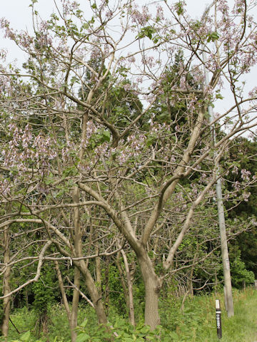 Paulownia tomentosa