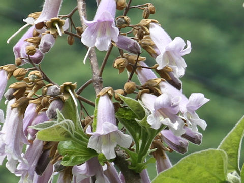 Paulownia tomentosa