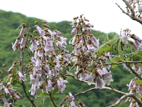 Paulownia tomentosa