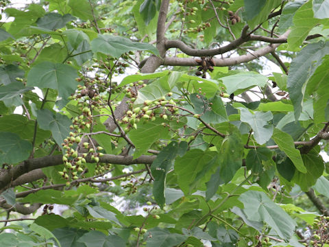 Paulownia tomentosa