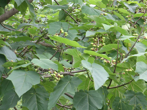 Paulownia tomentosa