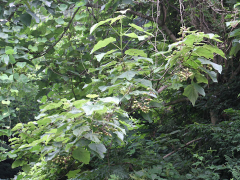 Paulownia tomentosa