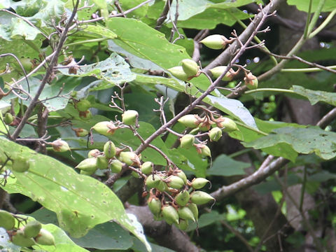 Paulownia tomentosa