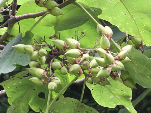 Paulownia tomentosa