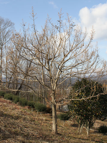 Paulownia tomentosa