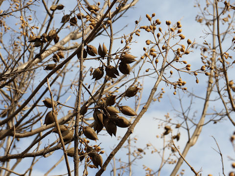 Paulownia tomentosa