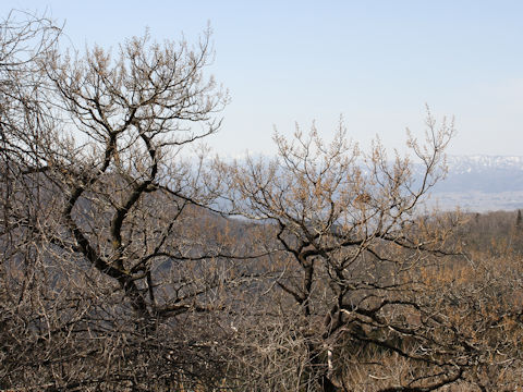 Paulownia tomentosa