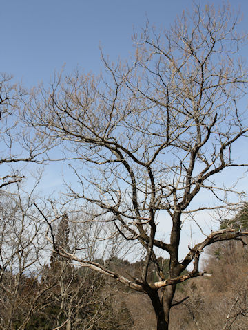 Paulownia tomentosa