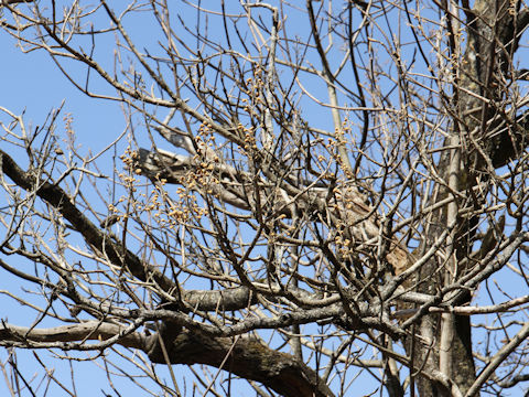 Paulownia tomentosa