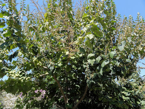 Paulownia tomentosa