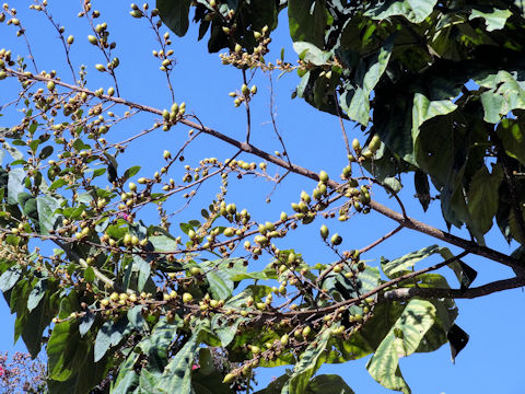 Paulownia tomentosa