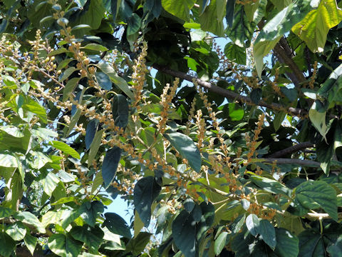 Paulownia tomentosa