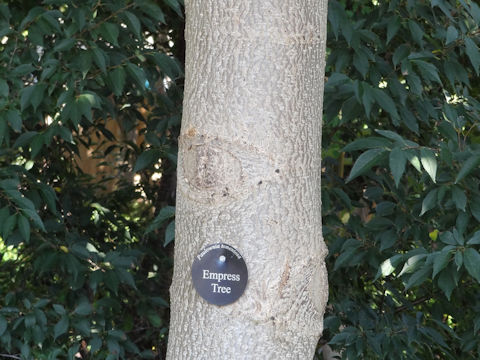 Paulownia tomentosa