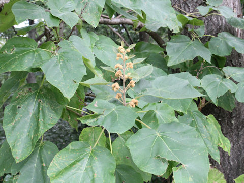 Paulownia tomentosa