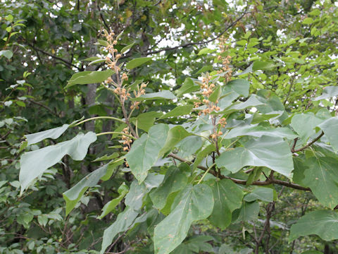 Paulownia tomentosa