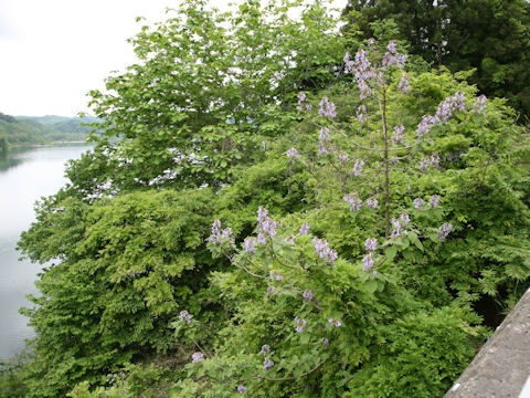 Paulownia tomentosa