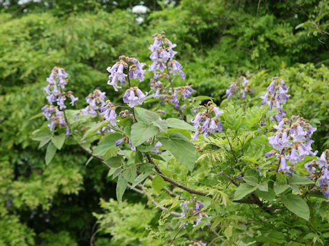 Paulownia tomentosa