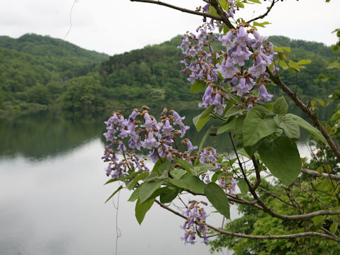 Paulownia tomentosa