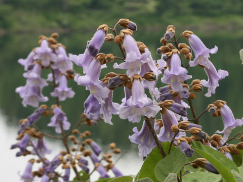 Paulownia tomentosa