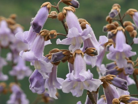 Paulownia tomentosa