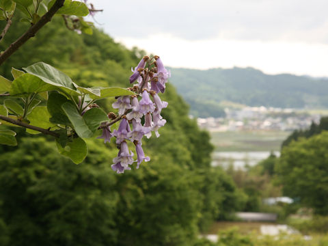 Paulownia tomentosa