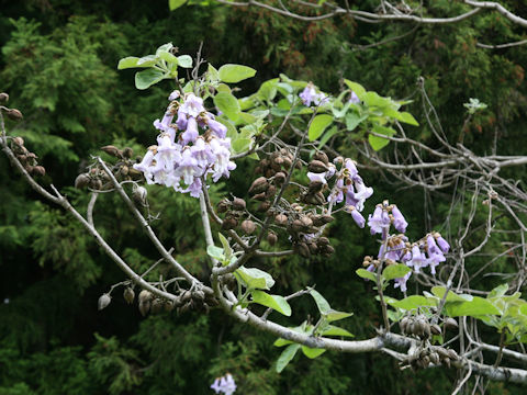 Paulownia tomentosa