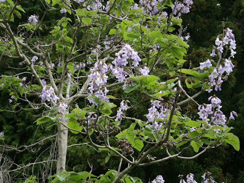 Paulownia tomentosa