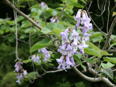 Paulownia tomentosa